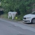 (Video) Traže se novi dokazi Otpečaćen restoran "27" na Senjaku! Forenzičari i inspektori traže se novi dokazi na terenu i…