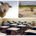 Roditelji prijavili četiri ovce za upis u školu kojoj preti zatvaranje Tražili i da im se odobri boravak u školskom…