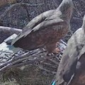 Prelepe vesti stižu iz Zoo vrta Palić: Tužna životna priča crne rode dobila srećan kraj