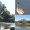 Našlo se rešenje za bačkotopolsko jezero Voda bezbedna za kupače, početkom sledeće godine tender za radove na kanalu…