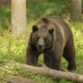 Medvedi prave štetu na Goliji: Meštani kažu da biraju samo zrele plodove čačanske rodne, dok nezrele stenlej zaobilaze