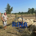 Teško se idržava: Velike vrućine prave velike probleme stočarima, Dragan iz Mršinaca ovako brine o kozama i ovcama tokom…