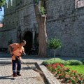 Oblikovanje dekorativnog šiblja i blokovskog zelenila
