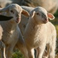 Отворено ново тржиште за сточаре, Србија извози 8.000 јагњади у Либију