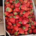 Строго чувана тајна продаваца: Сви гледају у боју, а овај један детаљ на дну гајбе открива да ли су јагоде домаће или…