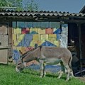 Beogradski gubitnik