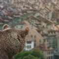 Uhvaćen medved koji je zatvorio japanski grad, vlasti sumnjaju da je imao "saučesnika"