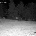 Ženka odbranila meče od odraslog medveda na Jadovniku (VIDEO)
