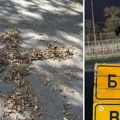 Meštani kod Inđije napravili krst u parku da se zaštite od noćne aveti: Iskaču iz mraka, niko ne sme napolje