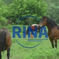 Нестала кобила Виола на територији села Прислоница код Чачка: Налазачу следи награда од 2.500 евра