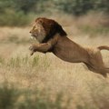 U Keniji pronađeno telo motocikliste kojeg je verovatno ubio lav