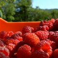 OGLAS: Izdajem maline za branje – dobra lokacija, sigurni uslovi