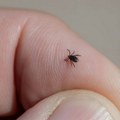 Koji su simptomi Lajmske bolesti? Sa lepim vremenom kreće i najezda krpelja