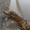(VIDEO) Neobičan prizor u Nišu: Preparirani krokodil na ulici