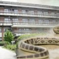 Užas u centru Kragujevca, čoveka ujela zmija