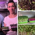 Mikrobilje: zdrav obrok i održiv posao Ines i Nebojša Srdić iz Sremskih Karlovaca na putu ka sopstvenom biznisu (foto)