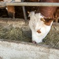 Do 30. septembra prijave za subvencije za krave za uzgoj teladi