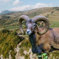 У шуме Љубовије стигло девет муфлона