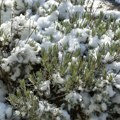 Sneg usred maja, zabeleo se Kopaonik