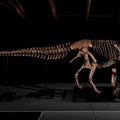 Skelet tiranosaurus reksa star 67 miliona godina prodat za više 50 miliona dolara