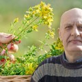 Čuveni lek sa naših livada: Biljka koja pomaže kod depresije, čira, reume - melem je i za opekotine, ali je opasna na suncu