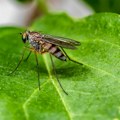 Šta je virus Zapadnog Nila, koji su simptomi i kako se zaštiti?