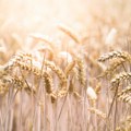 Sandić: Prioritet pri otkupu pšenice dati područjima, zahvaćenim nepogodama