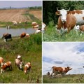 Novac za poboljšanje rasnog sastava stočnog fonda Evo koliko Vojvodina daje za kupovinu junica i ovaca
