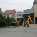 Bez dovole posečen stari jasen ispred LKC-a: Izvođač tvrdi da je drvo palo samo
