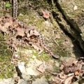 8 Ujeda otrovnica za kratko vreme: Građani ovog grada u Srbiji u panici zbog zmija