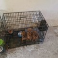 Krivična prijava zbog nelegalnog gajenja pasa