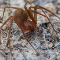 Otrovni pauk stigao na tlo Evrope: Jednim ugrizom razara kožu i izaziva odumiranje organa