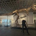 Fosil Tiranosaurusa reksa „Gus“ prodat za 50,1 milion dolara na aukciji u Njujorku, oboren novi rekord