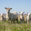 Kako su ovce postale glavni saveznici kompanijama za čistu energiju: Da li ste čuli za pojam "solarne ispaše"?