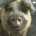 Afrička kuga potrvrđena u 32 opštine Tanasković: Eutanazirano 19.740 zaraženih svinja