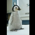VIDEO: Zoo vrt u San Dijegu nakon 13 godina dobio bebu kraljevskog pingvina