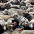 Vukovi udavili 12 ovaca u Švajcarskoj, uzgajivači položili tela ispred zgrade vlade u znak protesta