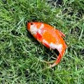 Lekar usvojio misterioznu zlatnu ribicu, a onda dirljivom objavom rastužio svet: "Alis nije izdržala"