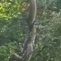 Kakav je ovo akrep? Zmija od 3 metra snimljena u Bosni, oglasili se zoolozi (video)