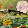Veterinari, mesari, ovčari, strigači vune - ovi radnici su u najvećoj opasnosti od antraksa! Ima li mesta panici, kakvo je…