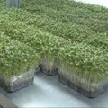 Kako se gaji mikrobilje? Mladi izdanci povrća i začina imaju čak do 40 puta više nutrijenata (video)