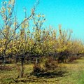 Voćari odahnuli: Kajsija ove godine izdržala mrazeve, lepo rodila i šljiva na pomolu jedna od boljih godina nakon lanjske…