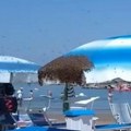 Šokantan prizor: Hiljade pčela okupirale plažu na Jadranu, turisti u neverici (video)
