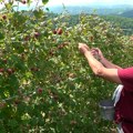 Počela berba malina – rod bolji nego prošle godine, a cena? (VIDEO)
