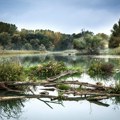 Izostanak plavljenja Dunava ugrožava ekosistem Koviljsko-petrovaradinskog rita