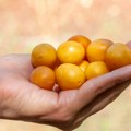 Nekada smo ga brali kraj puta, a sad vraća popularnost: Ovo voće čuva varenje, u 100 grama ima samo 46 kalorija