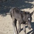 Drama na Suvoj planini, a potom srećan kraj u Kamenici! Šumari pronašli nemoćno ždrebe, sada se oporavlja i ima prelepo ime…