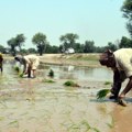 Klimatske promene opustošile zasade pirinča u indiji: Kakve će posledice imati njegova zabrana izvoza?