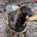 Na prvoj liniji fronta pas kog je ruska armija naučila sve! Borbeni drug ničim izazvan postao istinski borac (video)