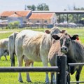 Uvoz životinja se kontroliše zbog kju groznice